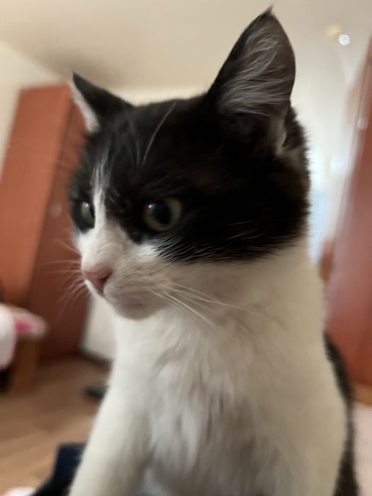 Отдам в добрые руки