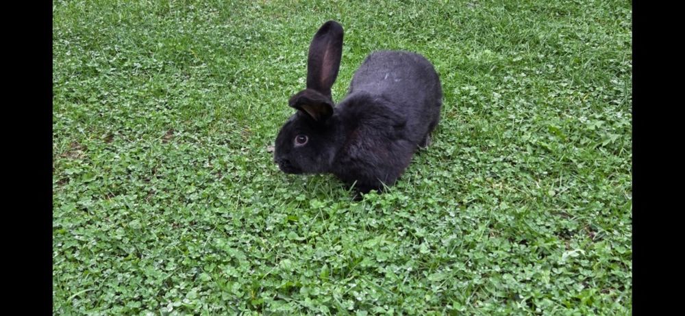 Iepuri femele fluture german si grefier