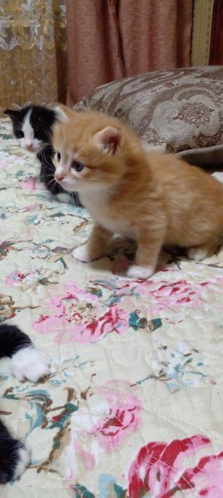 Отдам котят бесплатно