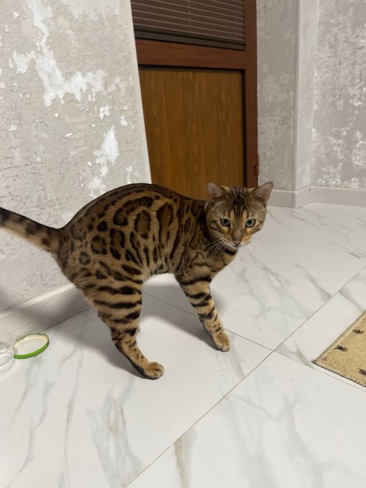 Bengalski yaxwi mushu