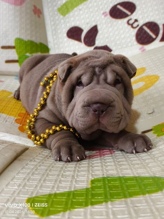 Очаровательные щенки шарпея.