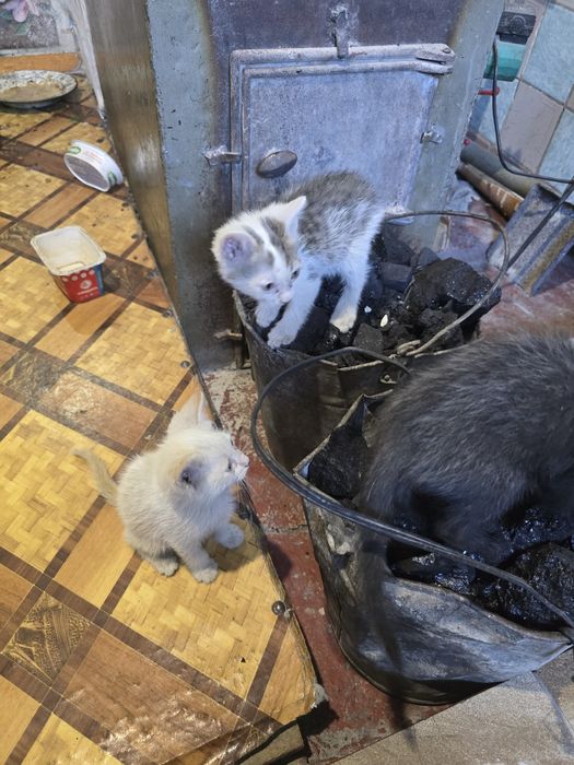 Отдам котят в хорошие руки