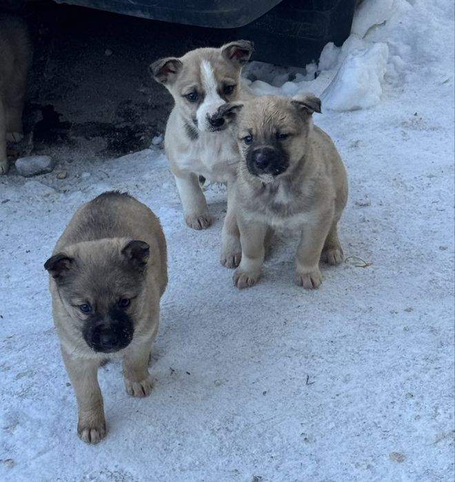 Отдам щенят в добрый руки