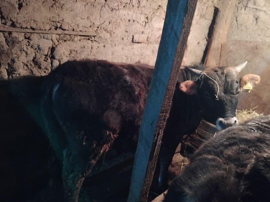 Продам бычка 1.2 года