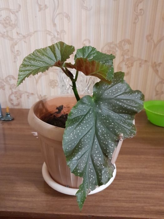 Бегонию коралловую продам