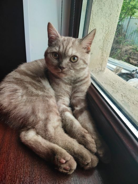 Шотландский котенок, мальчик