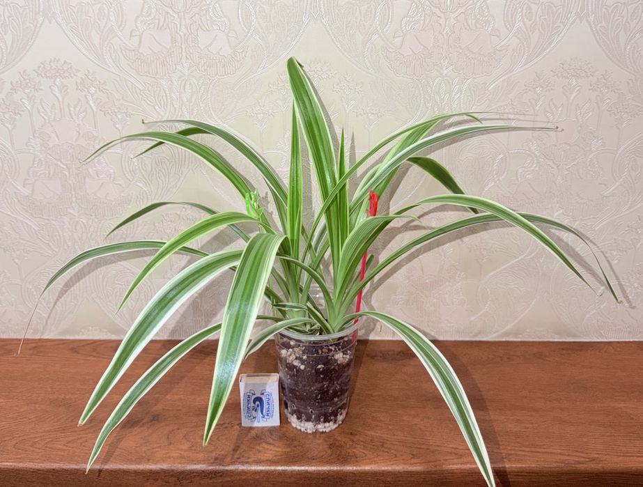 Хлорофитум, комнатные растения, комнатные цветы