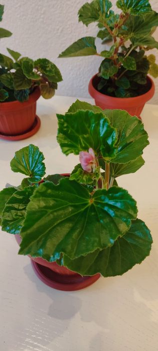 Продам бегонию вечноцветущую