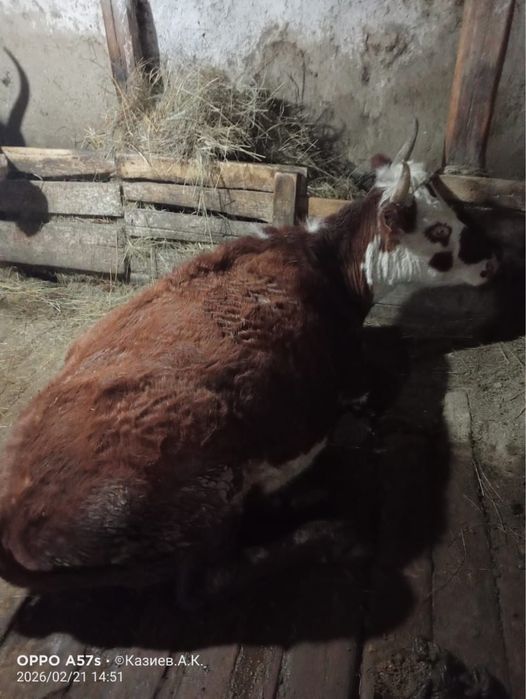 Сүтті сиыр сатылады