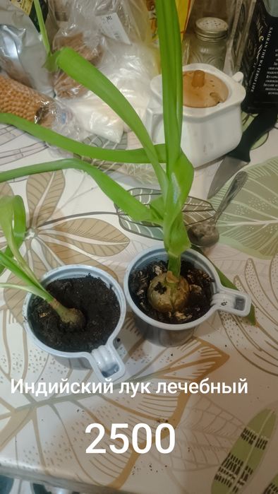 Продам комнатные цветы