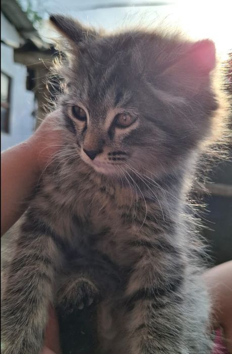 Отдам котят в добрые руки