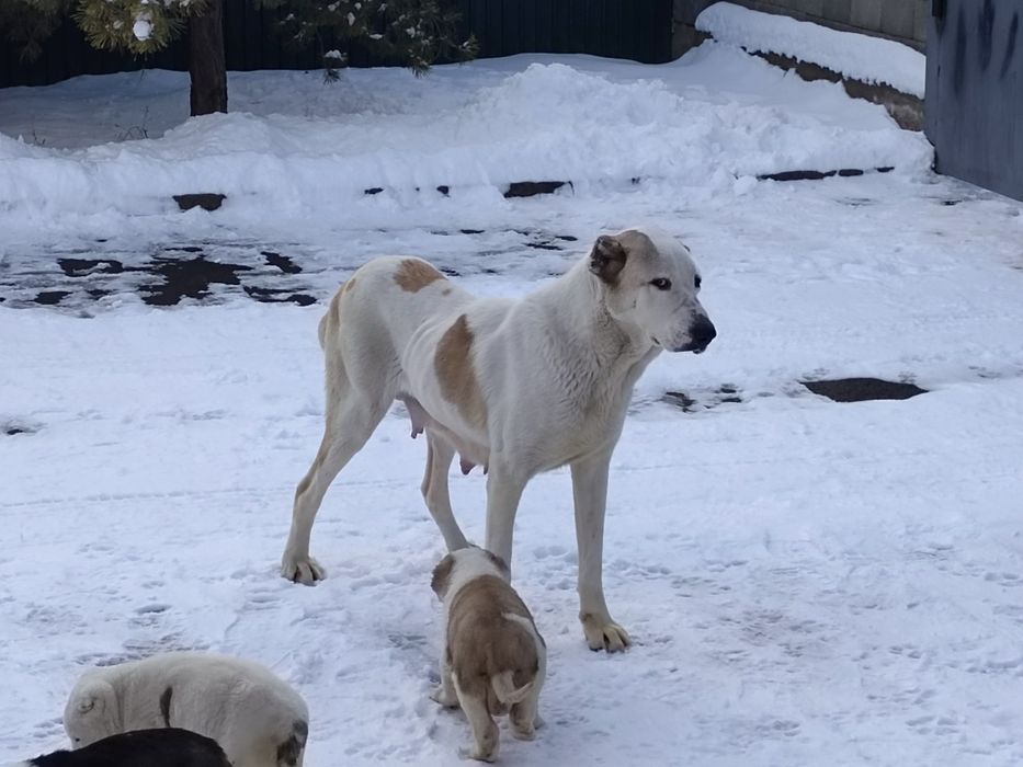 Продам суку алабая