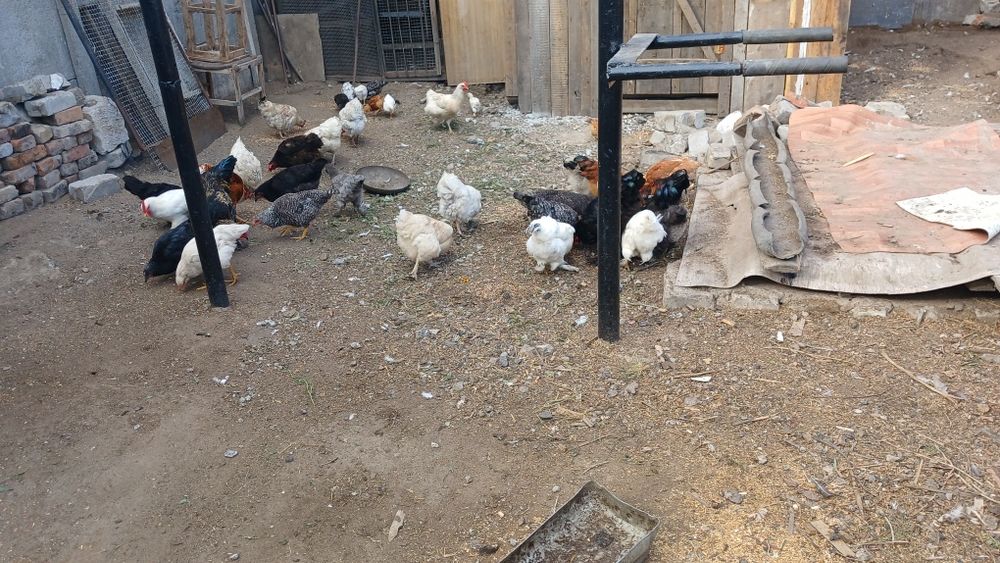 Продам домашних курей
