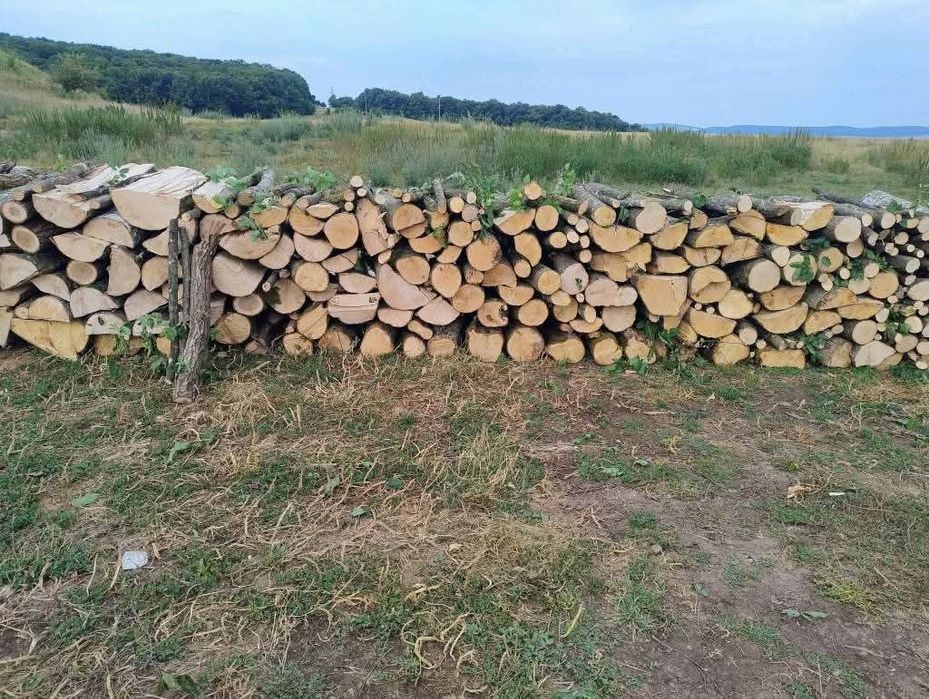 Lemne de foc esenta tare