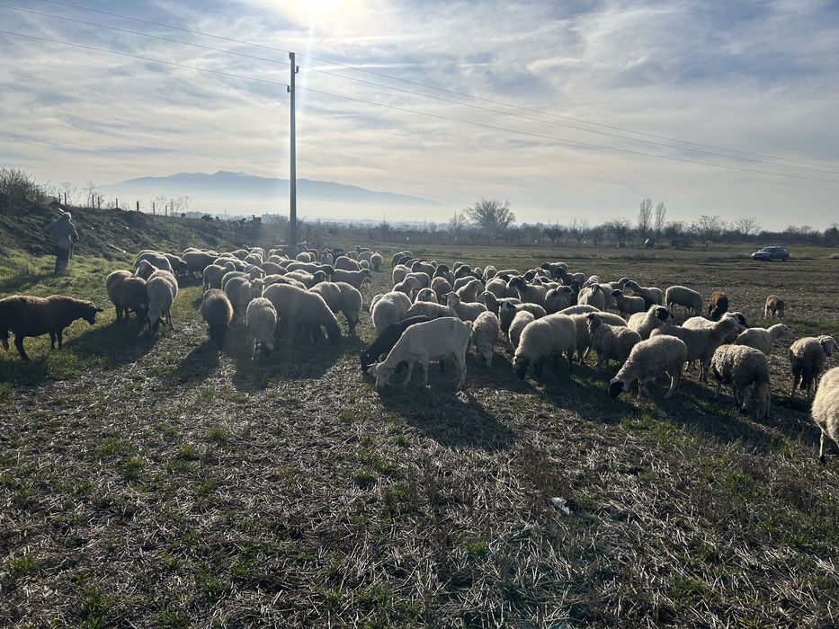 Продавам овце, агнета и шилета