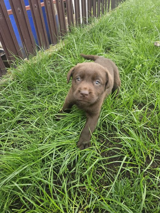 Labrador Ciocolatiu