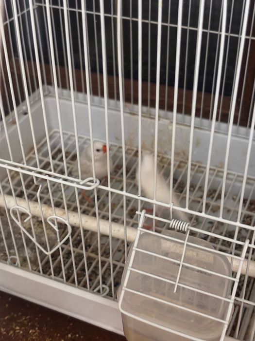 Продам Амадины птицы