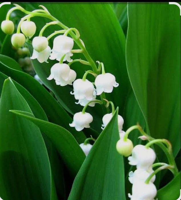 Многолетники цветы