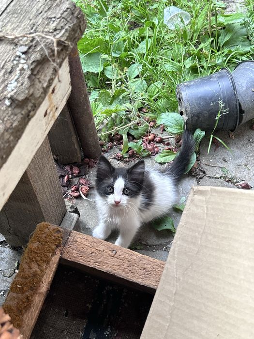 pisici spre adoptie
