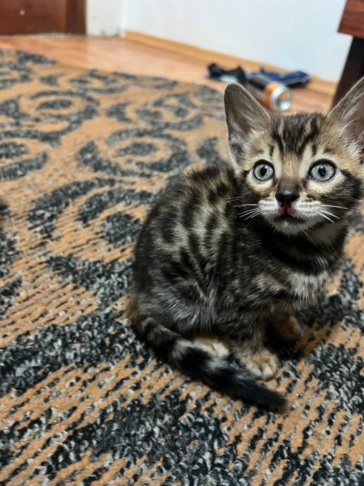 Bengal qiz bola mushukcha sotiladi