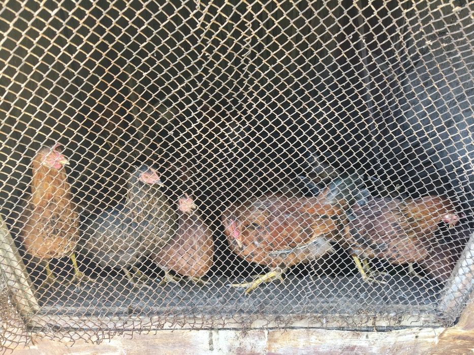 Продам курей не сушки.