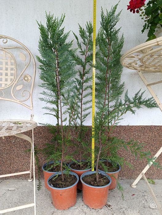 Leylandii cupressus