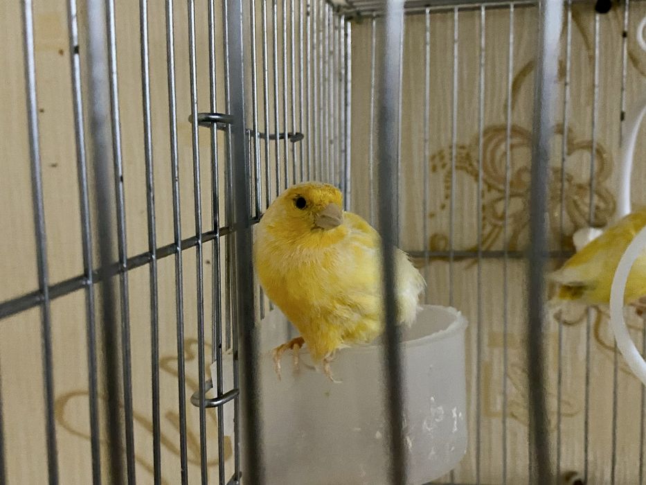 Продаются готовые самки канарейки