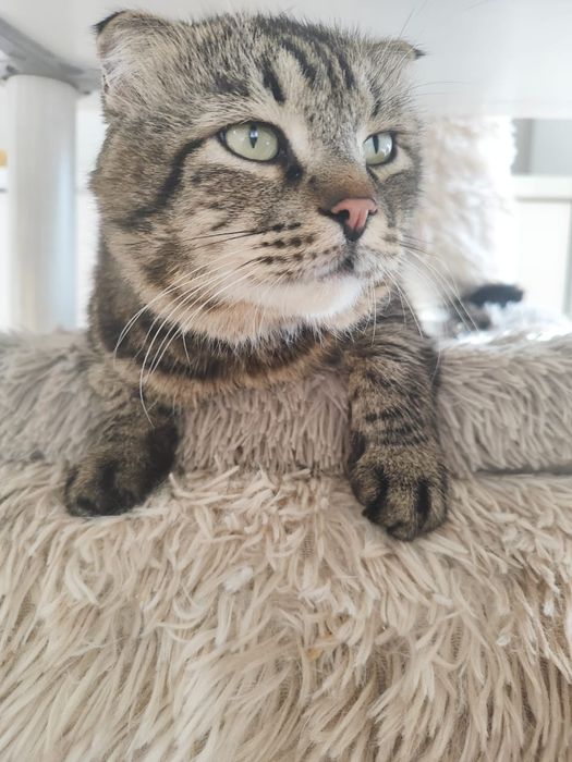 Кот в добрые руки