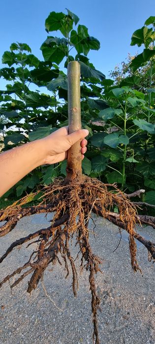 Butas Paulownia Hibrid 9501