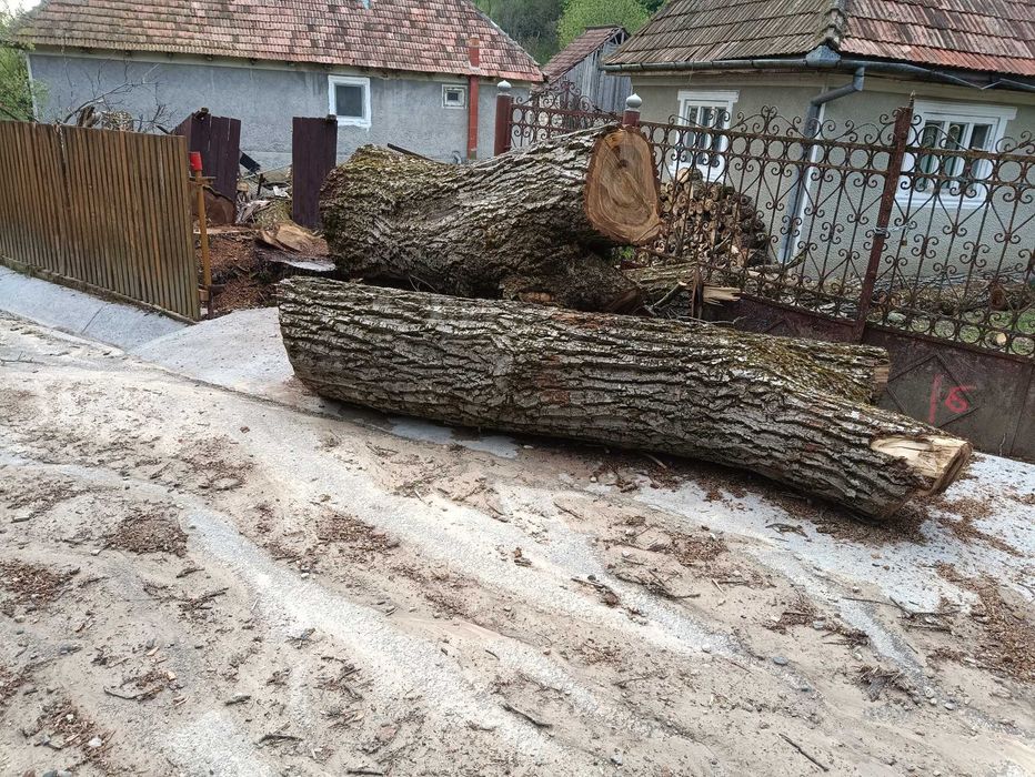 Lemn de nuc de vânzare