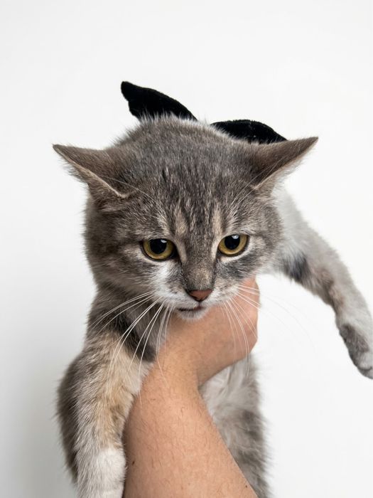 Кошкааааа кот Афина