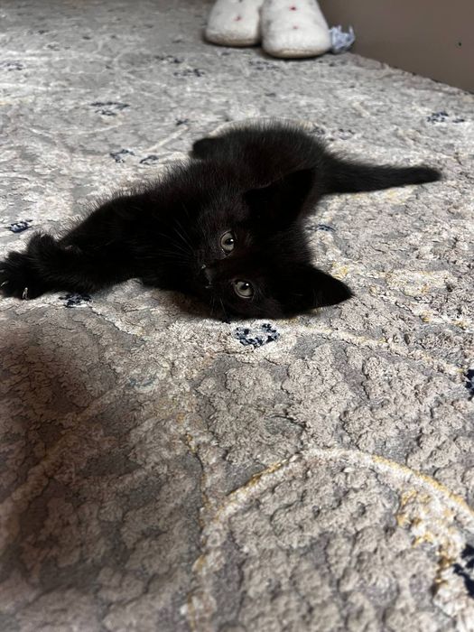 Отдам котёнка в хорошие руки