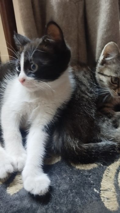 Котик маскарадный мальчик 2.5 месяца