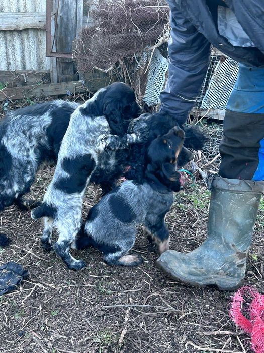 Продам щенков спаниеля
