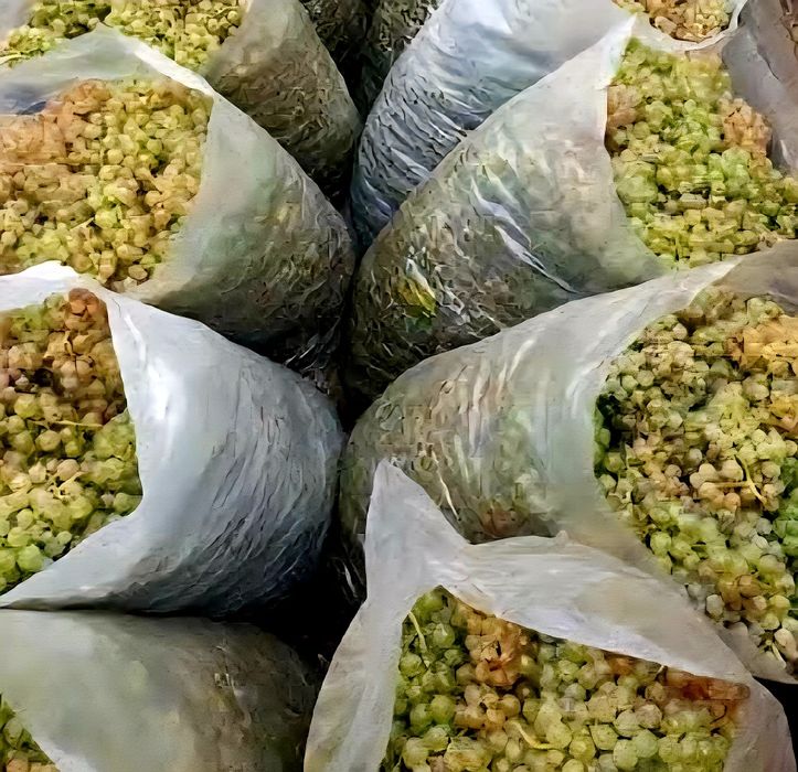Struguri nohan alb De Vânzare