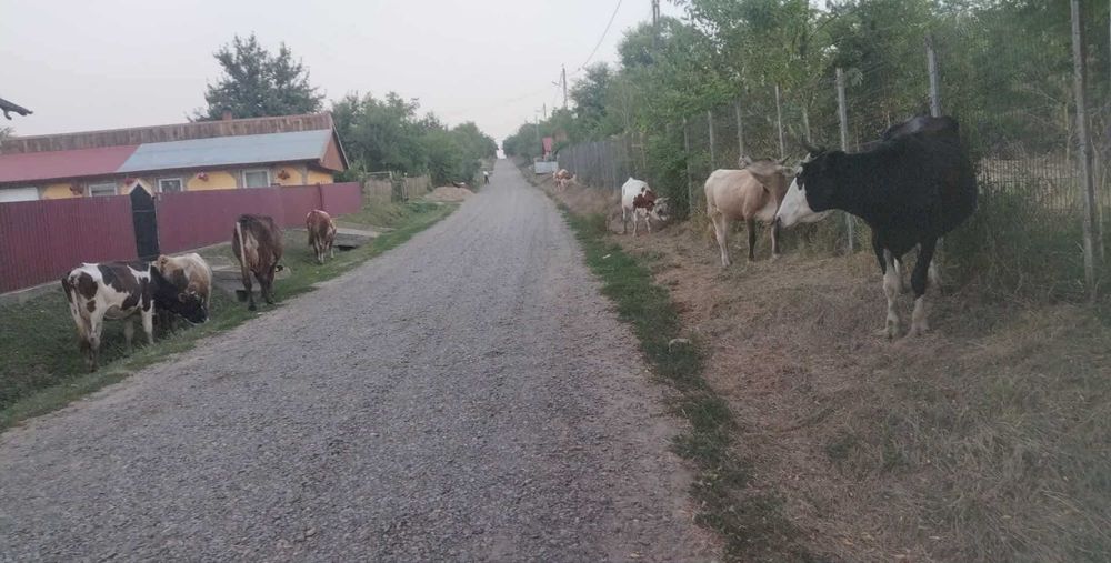 Vând vaci gestante și junele