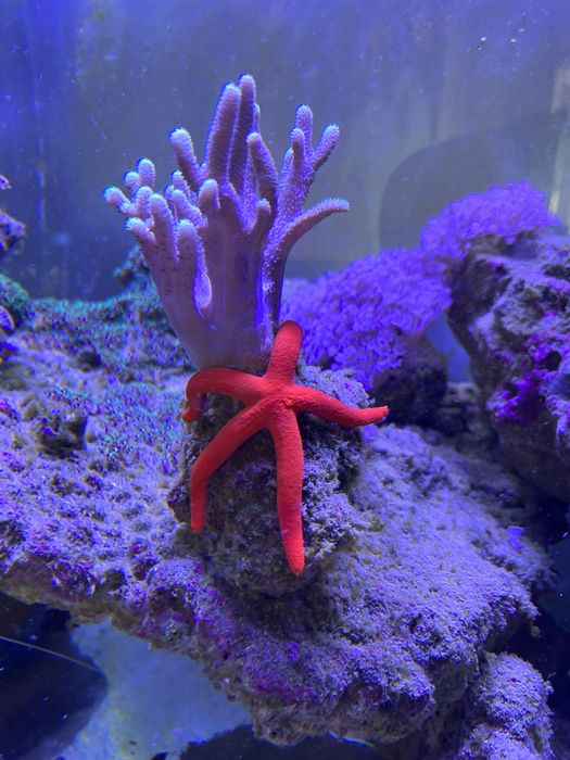 Морской аквариум