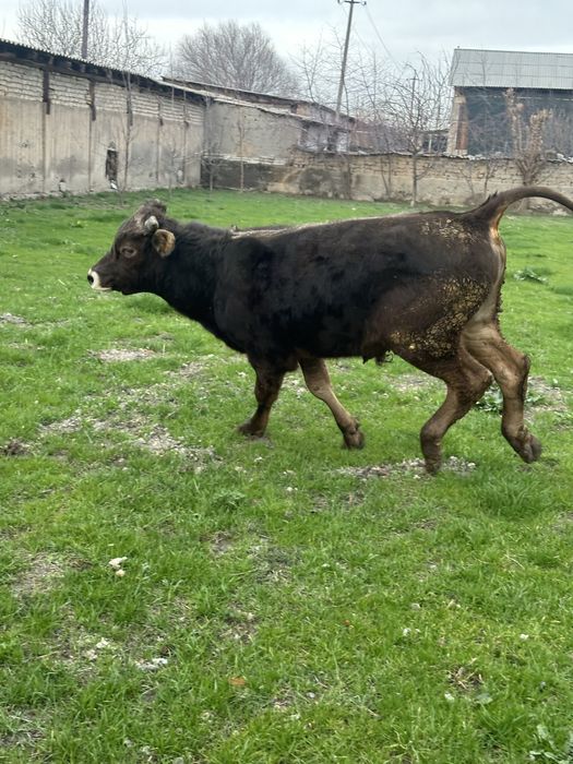 Shevet chesta 2 yoshga tulmagan