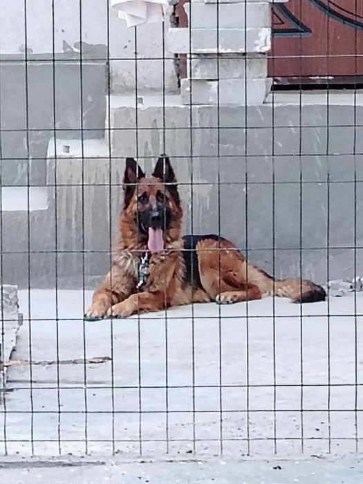 Эмланган зотдор очарка болалари