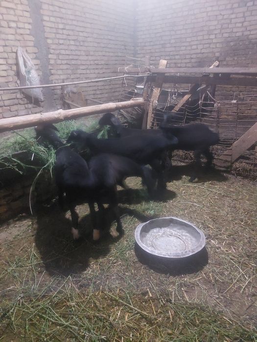 Зотли барралар сотилади