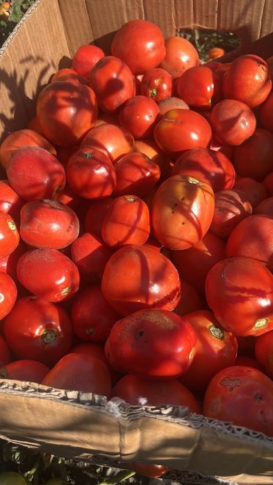 Продам помидоры полевые