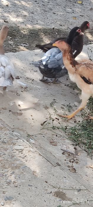 Yirik Muskus oʻrdaklar rangli  ,(bolalari ham bor oʻrta yoshli )