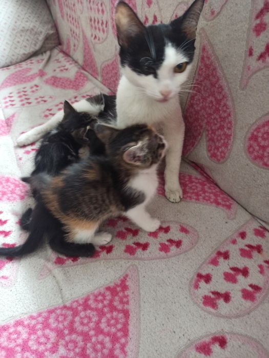 Отдам котят в добрые руки