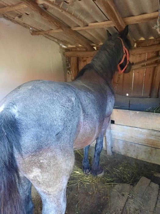 Vand cal in varsta de 7 ani, foarte bland si bun pentru munci agricole