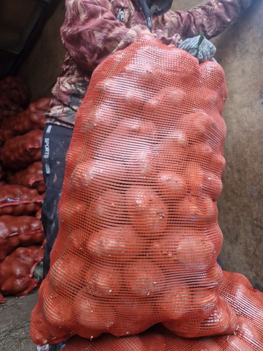 Продам картофель сорт гала