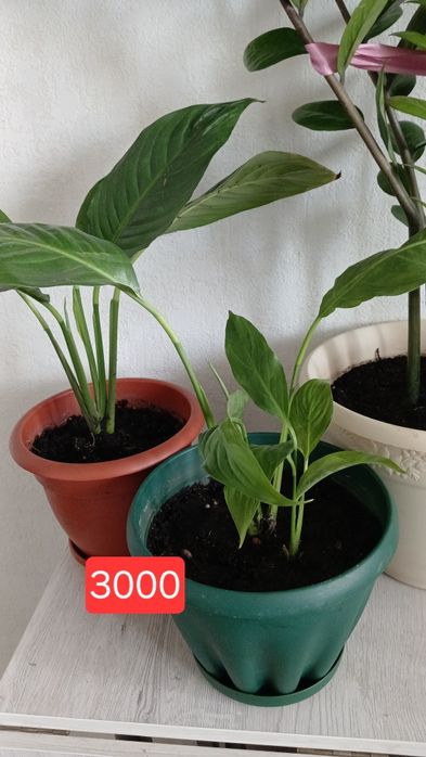 Продам срочно домашние цветы