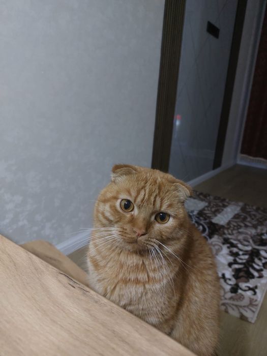 Кот домашний шотландский 10000тг
