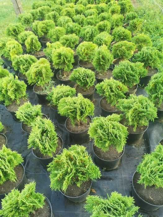 Vand Tuia Smaragd 20-120cm