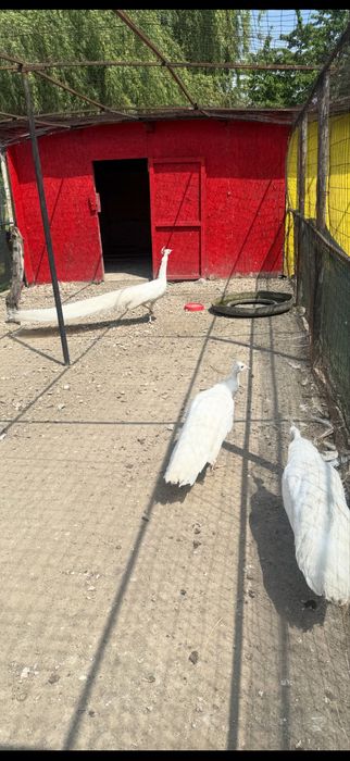 Pauni albi de vanzare!