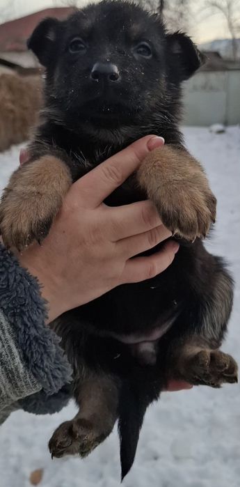 Продам щенков  очарки.